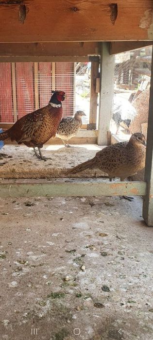 Kavkaz Fazan tuxumlari sotladi donasi 30 ming so'mdan