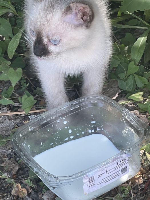 Котенок 2 месяца