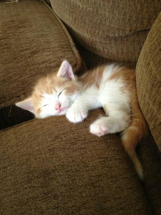 Әйелім үйге мас болып келді (интернеттегі порно)