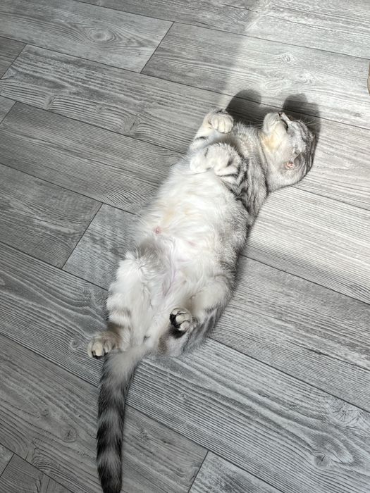 Кошка шотландская вислоухая