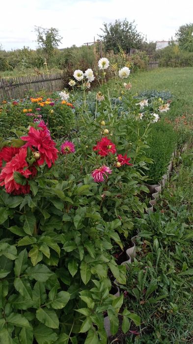 Продаю дачу в Михайловке, 12 соток