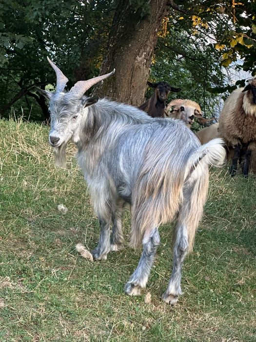 Vând 2 țapi de monta