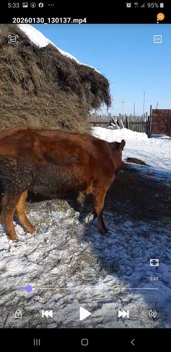 Телка год и восемь месяцев