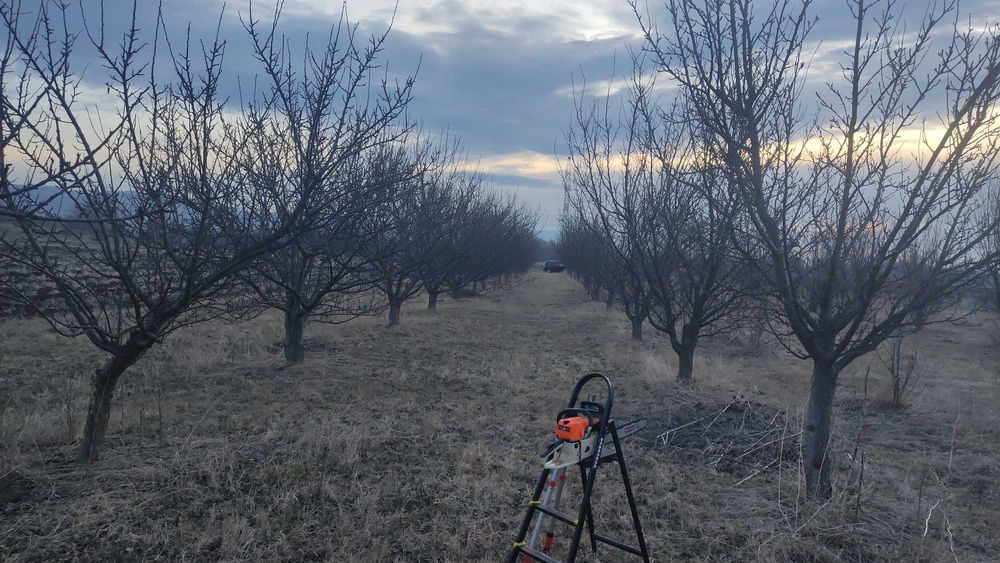 Резитба на овошки и декоративни растения