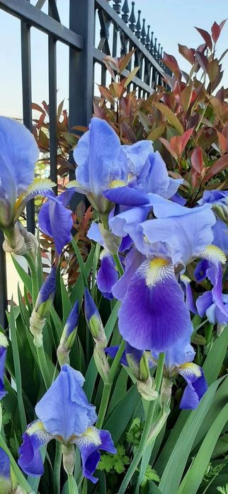 Кокичета в саксия-0.50€/бр кокиче, ириси-1.70€