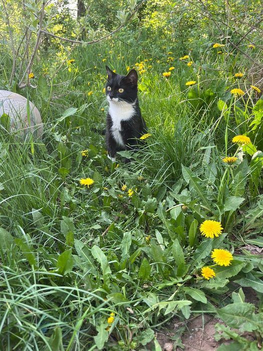 Котенок девочка 6 месяцев