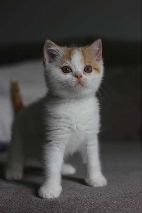Британские котята
