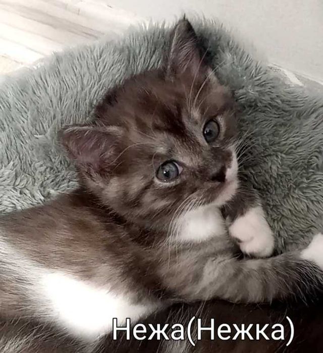 Котята в надёжные руки.