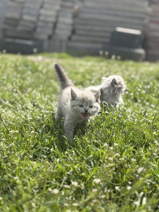 Отдам котёнка хорошие руки