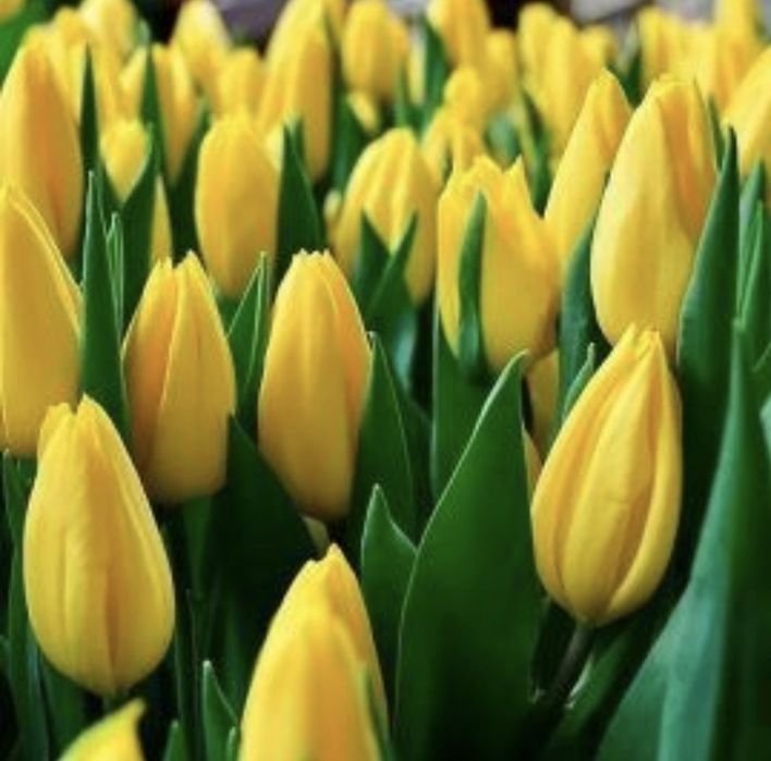 Тюльпаны оптом 420