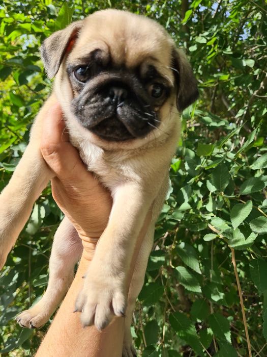 Продам щенков мопса.