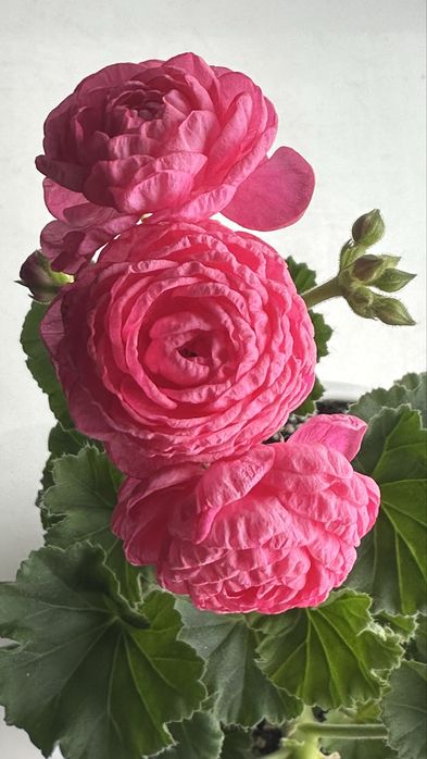 Укореннёные черенки сортовых пеларгоний