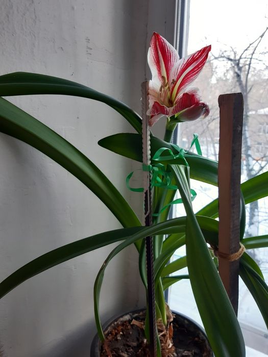 Цветок амариллис