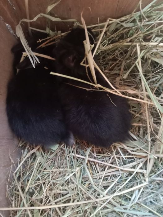 Обменяю кроликов