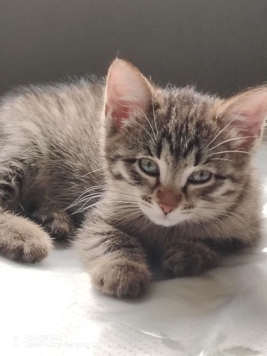 Котята. Бесплатно. Девочки
