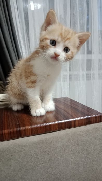 Отдам котят в хорошие руки