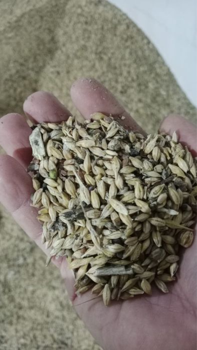 Продам ячмень в мешках ео 40