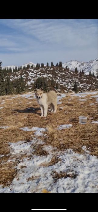 Щенок в добрые руки