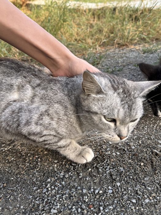 Кошка шотландская за 15тыс
