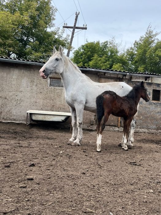Продаю кобылу срочно