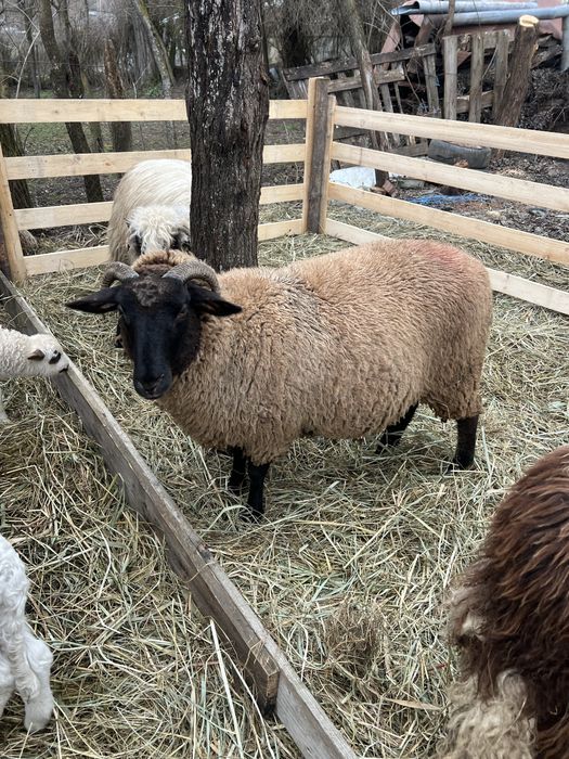 Vand 6 oi tinere din care 3 cu miei si una dea fata