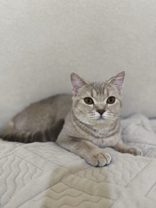 Британский котенок