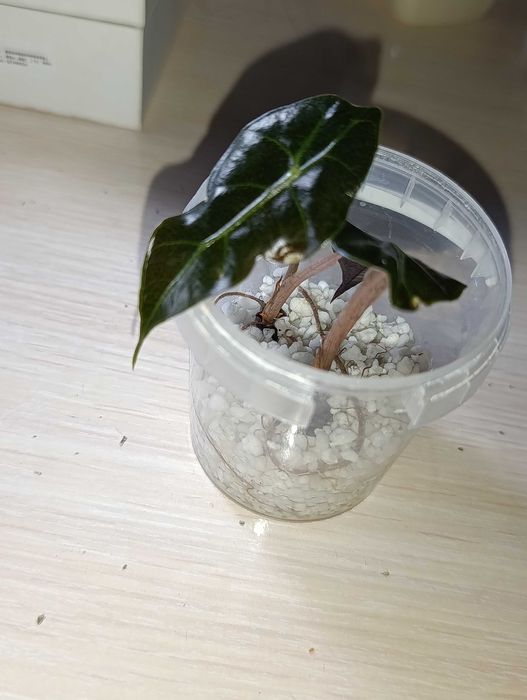 Цветы.Алоказия Полли фергана