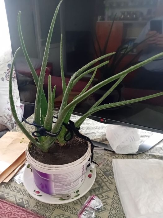 Алоэ продам.для лечения
