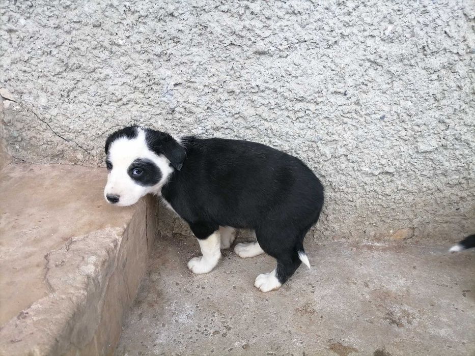 Кученца бордър коли