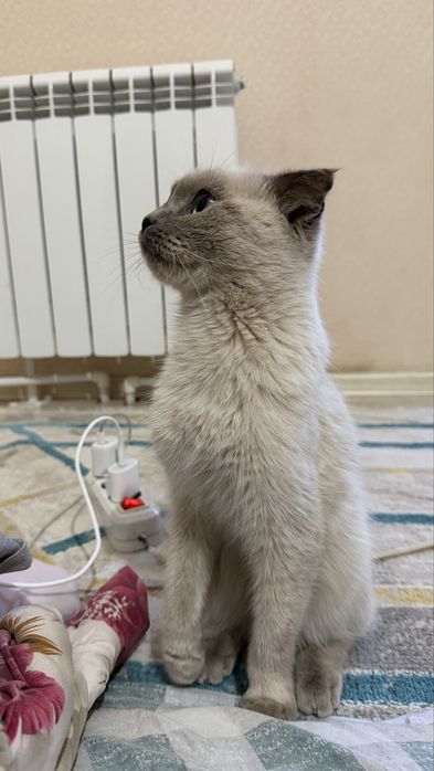 Сиамская вислоухая