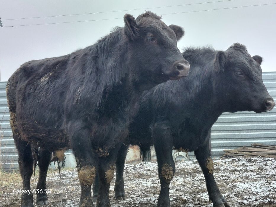 Продам бычков! В