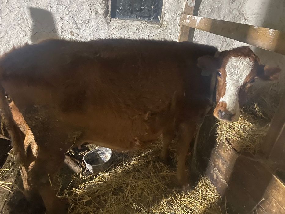 Сиыр Сатылады Сүтти Сиыр