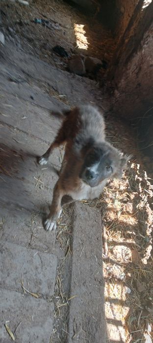 Toza zotli it sotiladi