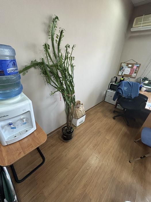 Цветы молочай треугольный