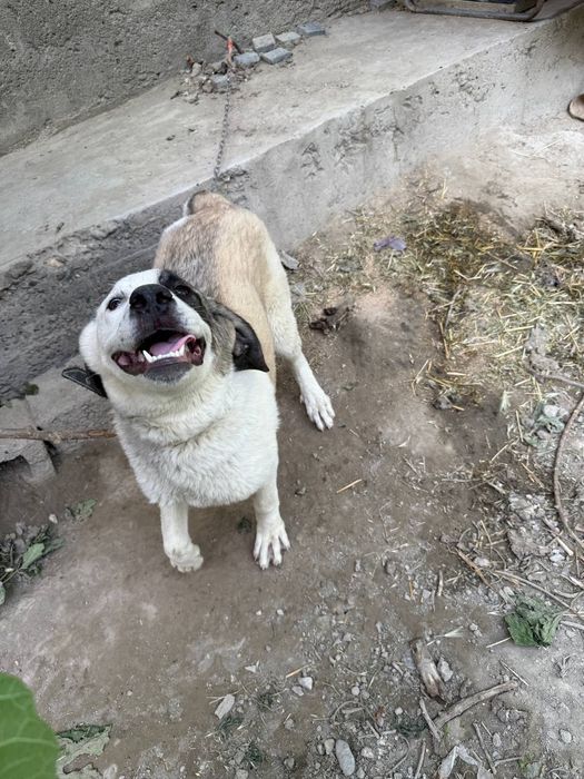 Kuchuk zotdor alabay