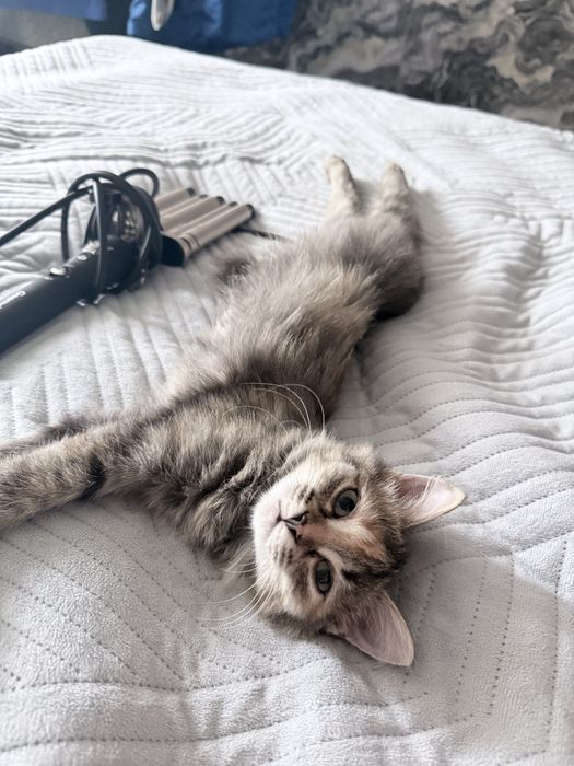 Отдаю девочку котенок
