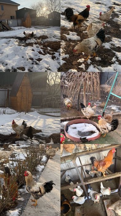 Продам петухов домашних