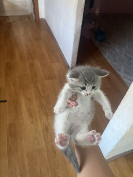 Продаю кошку мальчик