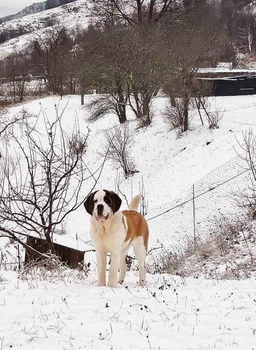 Femela Saint Bernard cu Pedigree