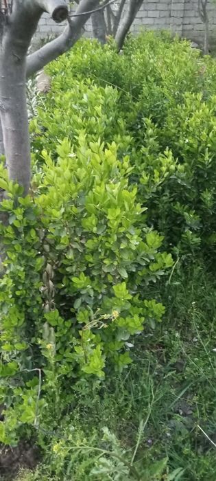 Xamesha baxor gullari bor