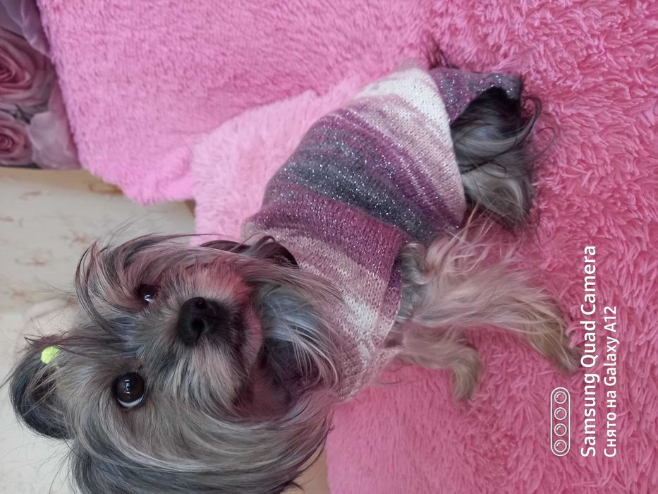 Одежда для собак