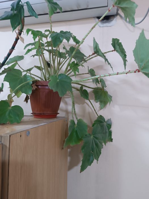 Продаю цветы бегония, фикус, молочай