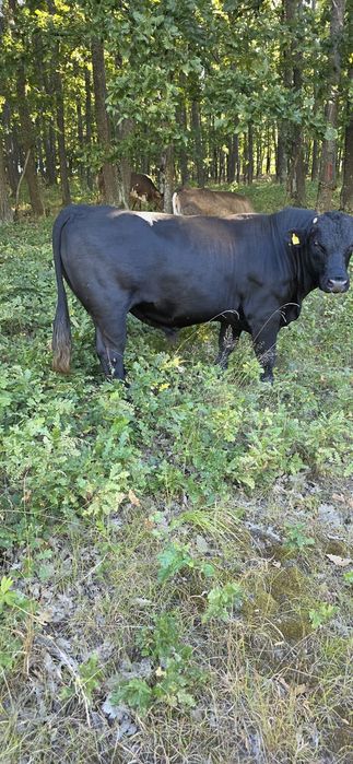 Tauri Angus 700 kg
