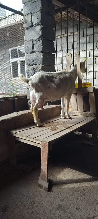 заненский ешкі сатылады
