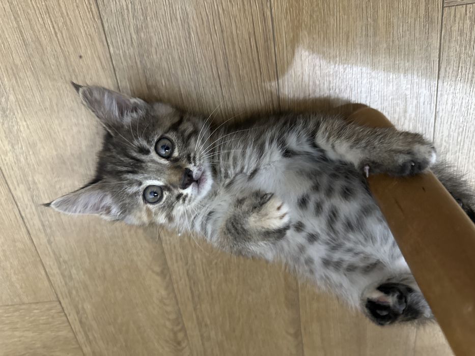 Котенок девочки ищет дом!