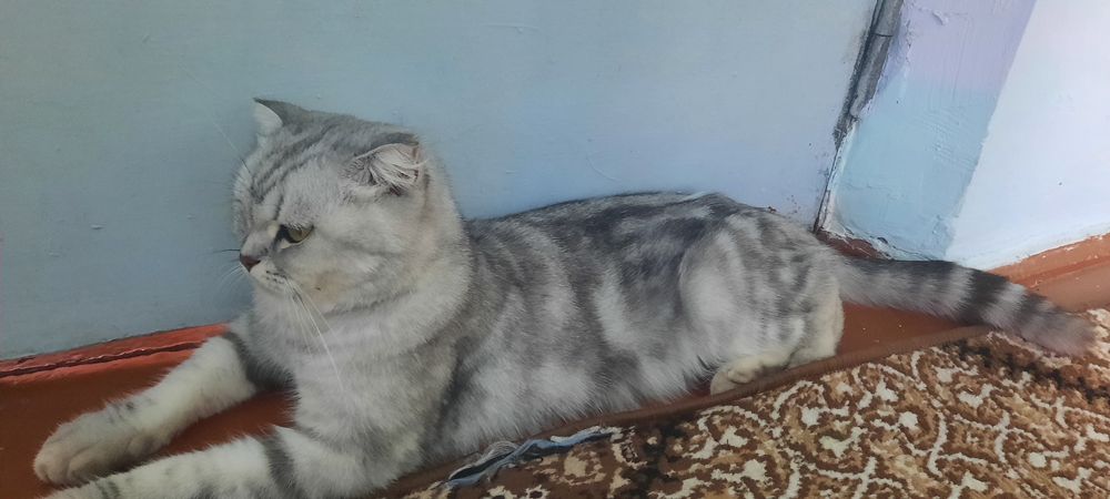 Mushuk zoti shinshila