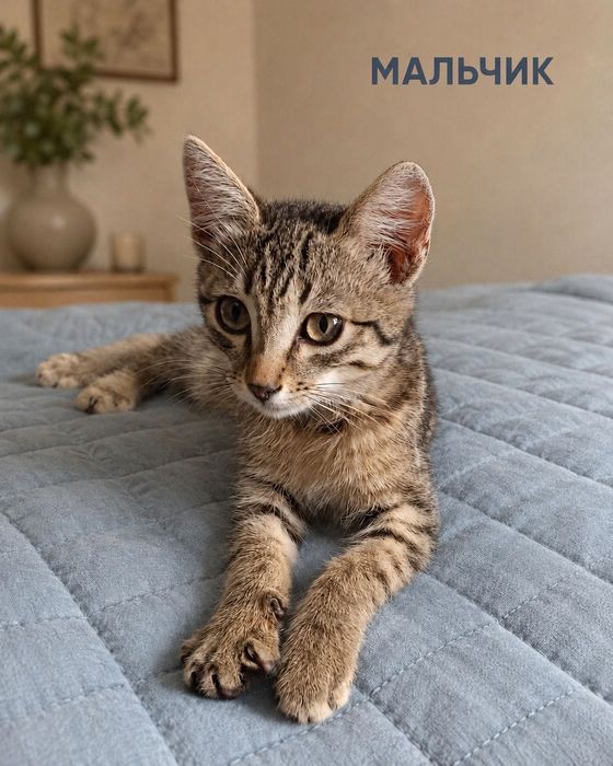 Котята  2 месяца в добрую семью