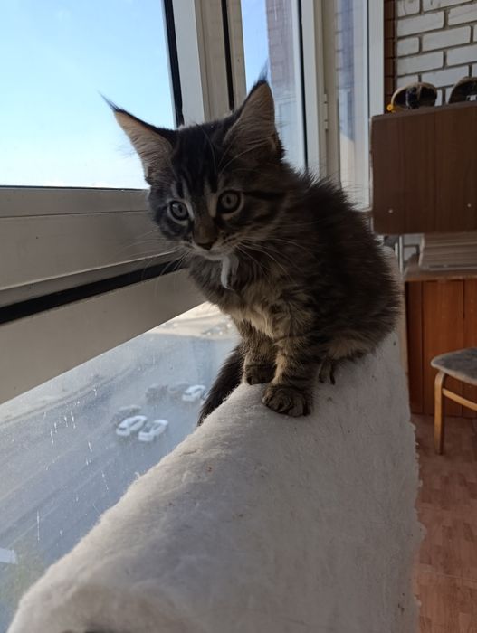 Продам котят мейнкунчиков