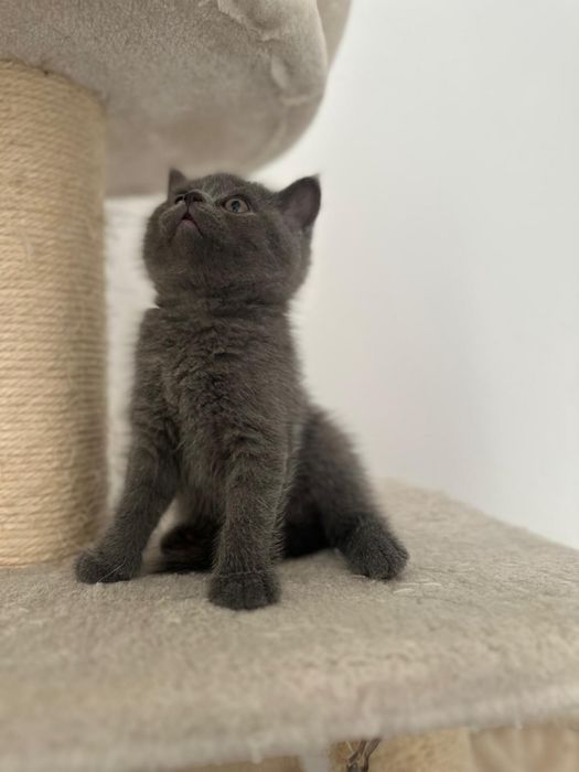 British shorthair blue ( video whtsp )