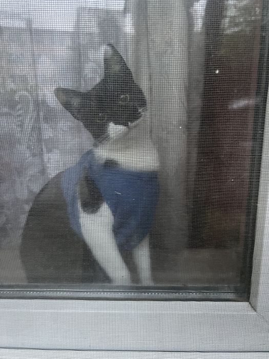 Женско коте търси дом
